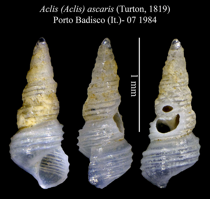 Micro gasteropode di Palavas